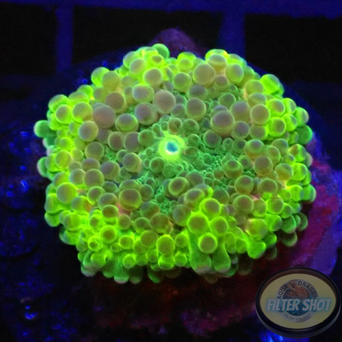 Ricordea yuma „Foamy“