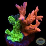 Montipora spp. „Fusion“ WYSIWYG „AD Special“