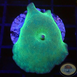 Discosoma spp. „Pluto“