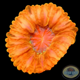 Cynarina lacrymalis „Crystal Cushion“ WYSIWYG