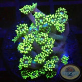 Goniopora spp. „Berry Flower“