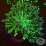 Euphyllia paradivisa „Blueberry“ WYSIWYG