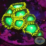 Krustenanemonen „Radioactive“ WYSIWYG