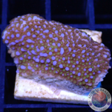 Montipora spp. 🌈 „Rainbow“ AD Special