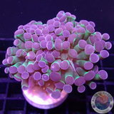 Euphyllia baliensis „Jelly Stick“ WYSIWYG „AD Special“
