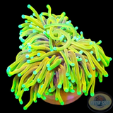 Euphyllia glabrescens „Banana Mama“ WYSIWYG