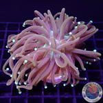 Euphyllia glabrescens „Master Noodle“ WYSIWYG