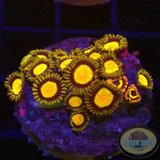 Krustenanemonen „King Loop“ WYSIWYG