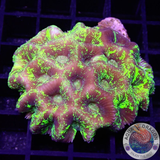 Goniastrea spp. „Matrix“ WYSIWYG „AD Special“