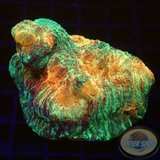 Mycedium spp. „Space Jam“ WYSIWYG