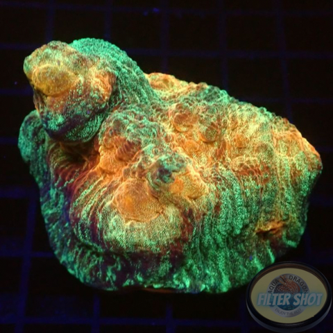 Mycedium spp. „Space Jam“ WYSIWYG