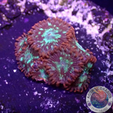 Krustenanemonen „Chemical Romance“ WYSIWYG