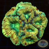 Trachyphyllia geoffroyi „7“ WYSIWYG