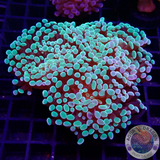 Euphyllia baliensis „Grape“ WYSIWYG