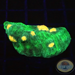 Echinophyllia spp. „Alien Spice“ WYSIWYG