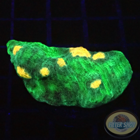 Echinophyllia spp. „Alien Spice“ WYSIWYG