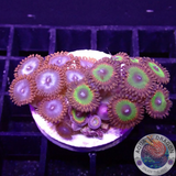 Krustenanemonen „Bowser Superman“ WYSIWYG