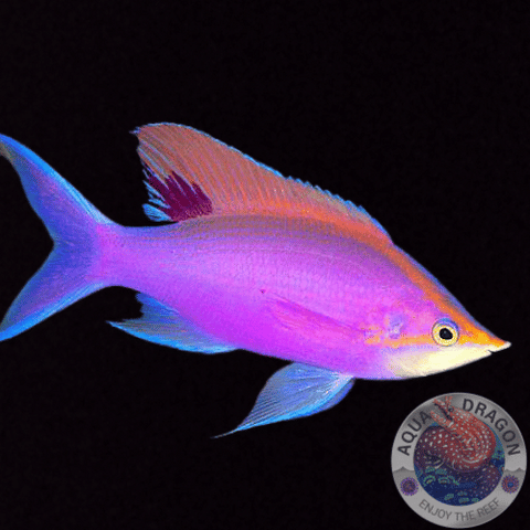 Pseudanthias tuka „Mirolabrichthys tuka“ männlich