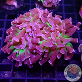 Euphyllia paraancora „Sticky Fingers“ WYSIWYG
