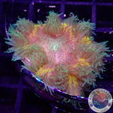 Phymanthus crucifer WYSIWYG