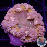 Phymanthus crucifer WYSIWYG