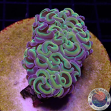 Euphyllia ancora 🌈 „Rainbow“ WYSIWYG „AD Special“