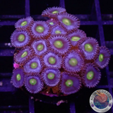 Krustenanemonen „AOI“ WYSIWYG „AD Special“