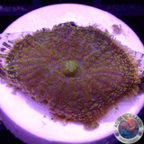 Rhodactis spp. „Gold Flake“ WYSIWYG „AD Special“