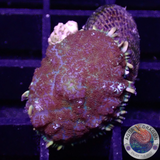 Rhodactis spp. „On the Clam“ WYSIWYG „AD Special“