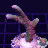 Montipora spp. „Greeny“