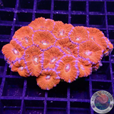 Micromussa spp. „Superman“ WYSIWYG „AD Special“