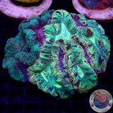 Tracchyphyllia spp. „Backpack Tracy“ WYSIWYG