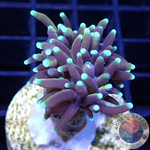 Euphyllia glabrescens „Mini Hellfire“ WYSIWYG