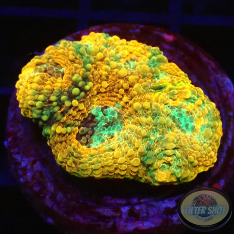 Acanthastrea echinata „True Eyes“ WYSIWYG „AD Special“