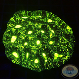 Goniastrea spp. „Matrix“ WYSIWYG „AD Special“