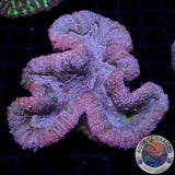 Lobophyllia spp. 🍭 „Candyland“ WYSIWYG