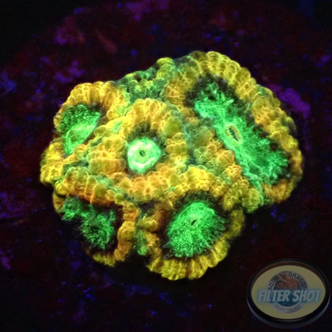 Favia spp. „Lizard“ WYSIWYG
