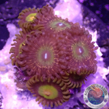 Krustenanemonen „King Krakatoa God“ WYSIWYG „AD Special“
