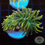 Euphyllia glabrescens „Holy Moly PT“ WYSIWYG