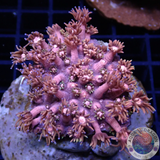 Goniopora spp. „Tequila Sunrise“ WYSIWYG