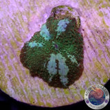 Discosoma spp. „Icy Road“ WYSIWYG „AD Special“