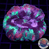 Trachyphyllia spp. „Van Gogh“ WYSIWYG