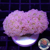 Euphyllia baliensis „Ghost Face“ WYSIWYG „AD Special“