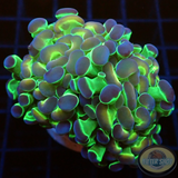 Euphyllia baliensis „Double Hologram“