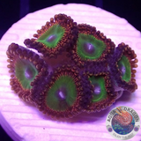 Krustenanemonen „Bowser“ WYSIWYG