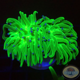 Euphyllia glabrescens „Toxic Blueberry“ WYSIWYG