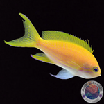 Pseudanthias pleurotaenia „Seitenfleck-Fahnenbarsch“ weiblich