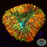 Lobophyllia spp. „Pogo“ WYSIWYG „AD Special“