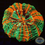 Acanthophyllia deshayesiana „Bleeding Apple“ WYSIWYG
