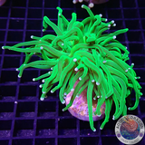 Euphyllia glabrescens „She Hulk“ WYSIWYG